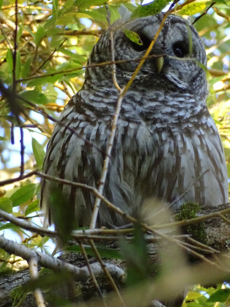 Barred Owl - ML624869430