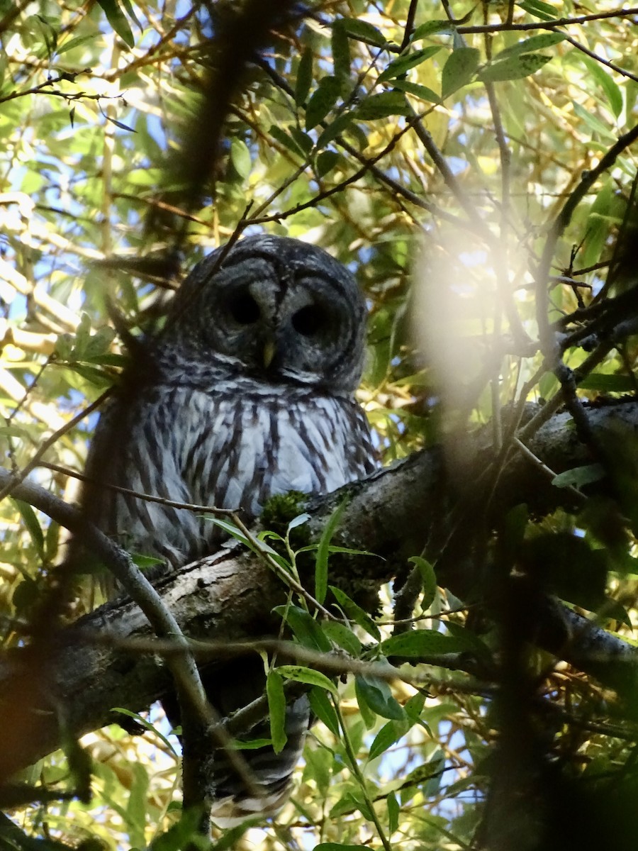 Barred Owl - ML624869431