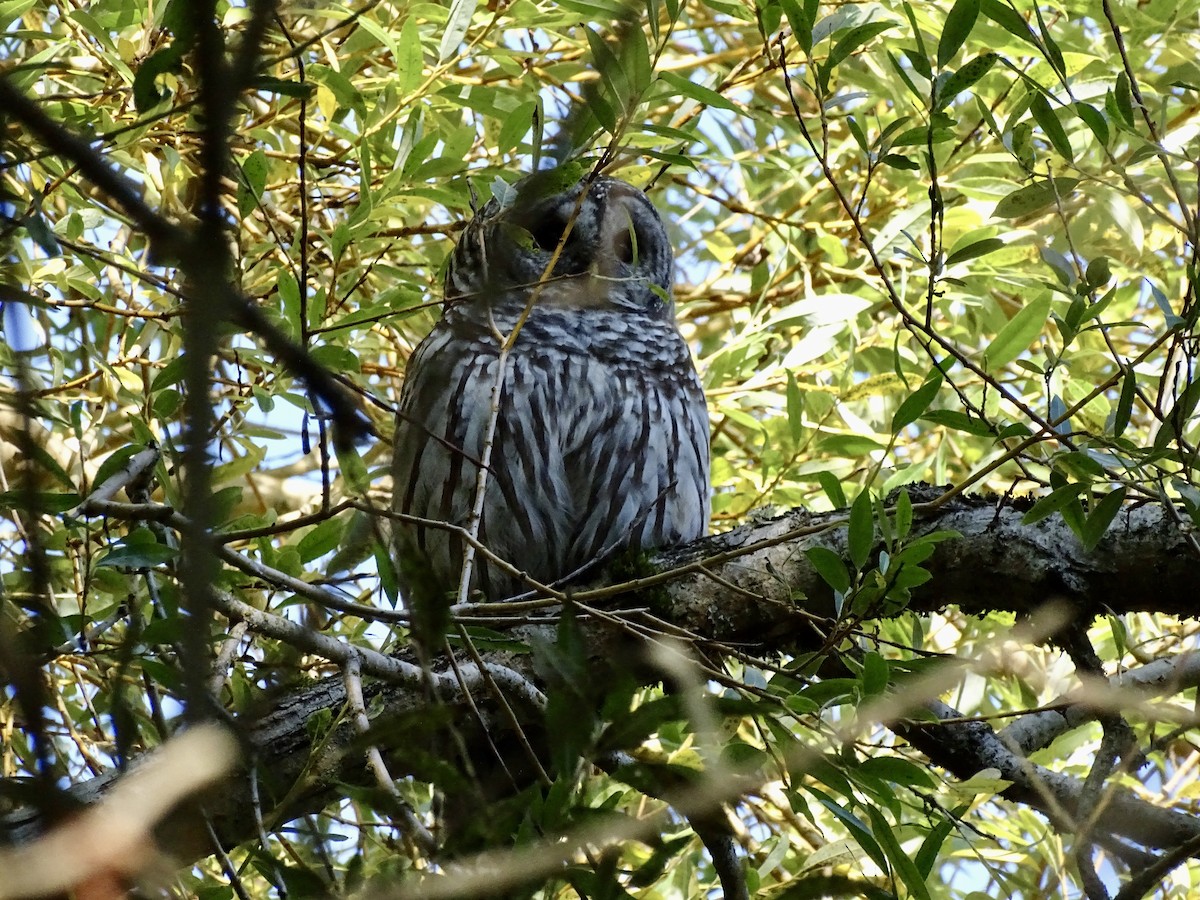 Barred Owl - ML624869432