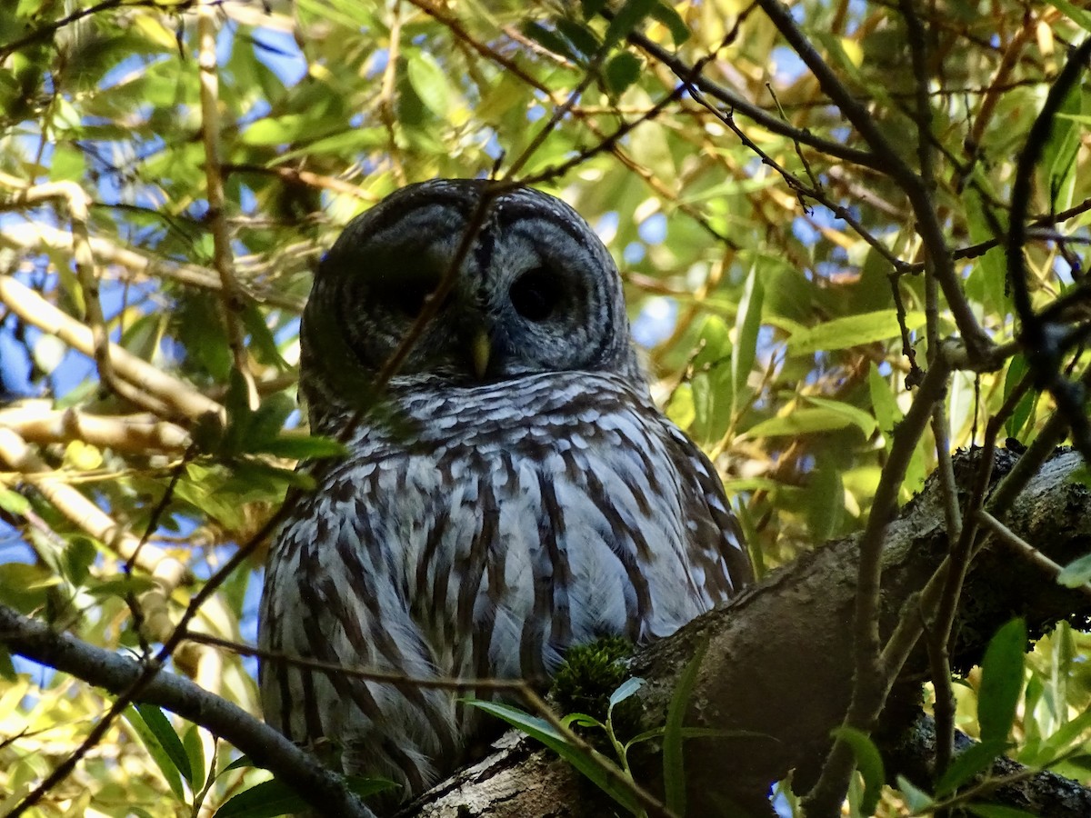 Barred Owl - ML624869433