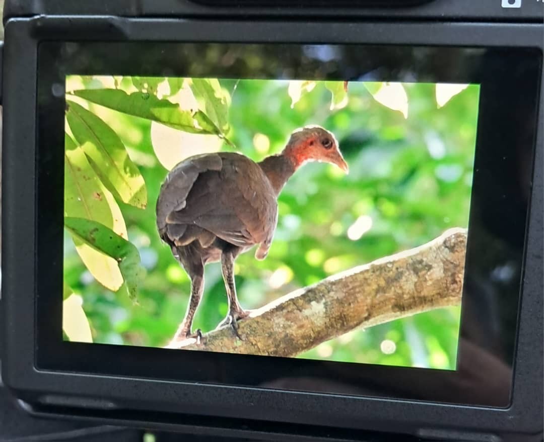 Philippinen-Großfußhuhn - ML624869482