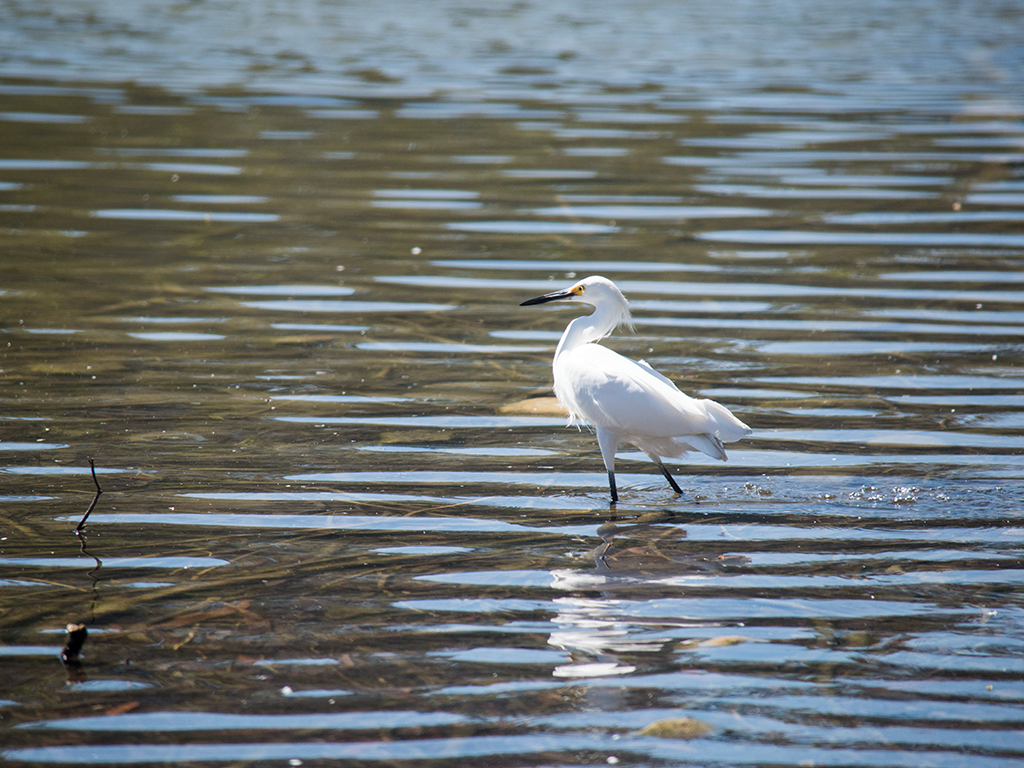 Snowy Egret - ML624869578