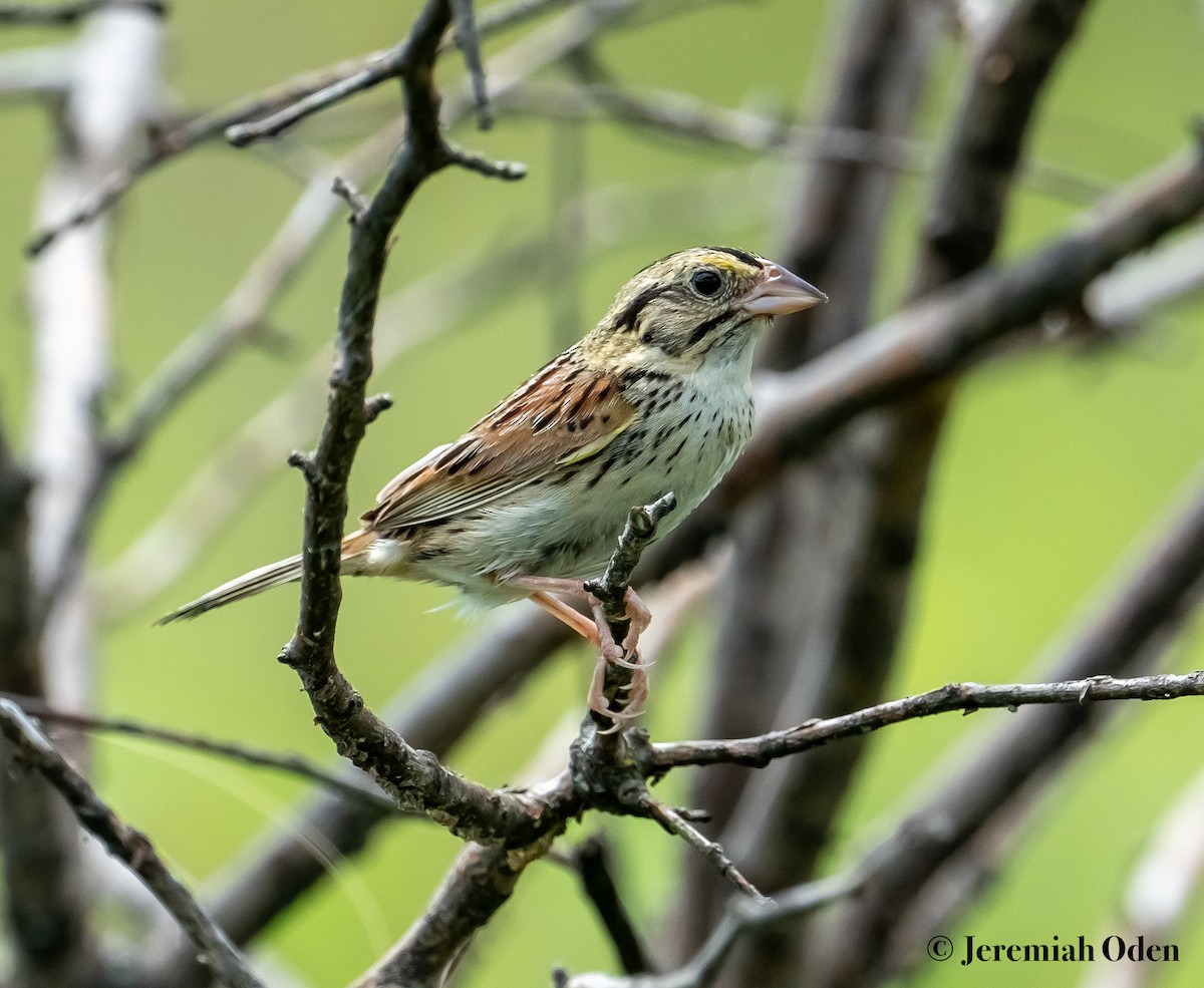 Henslow's Sparrow - ML624869654