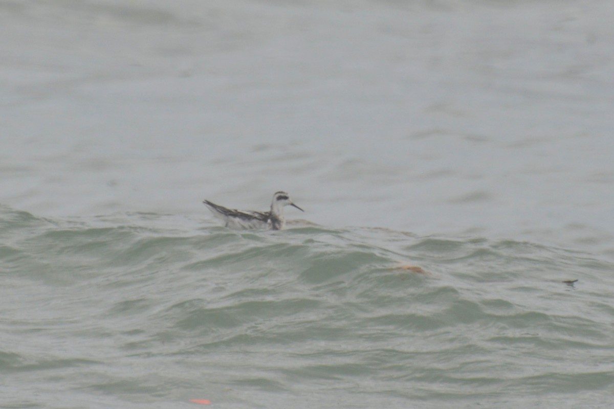 Red-necked Phalarope - ML624869844