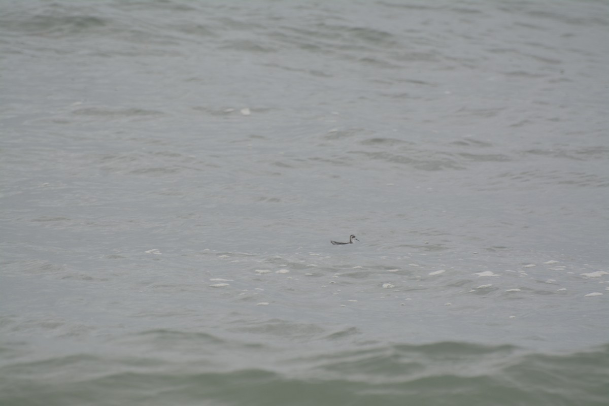 Red-necked Phalarope - ML624869845