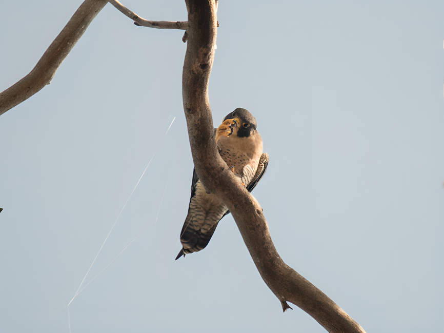 遊隼 - ML624869938