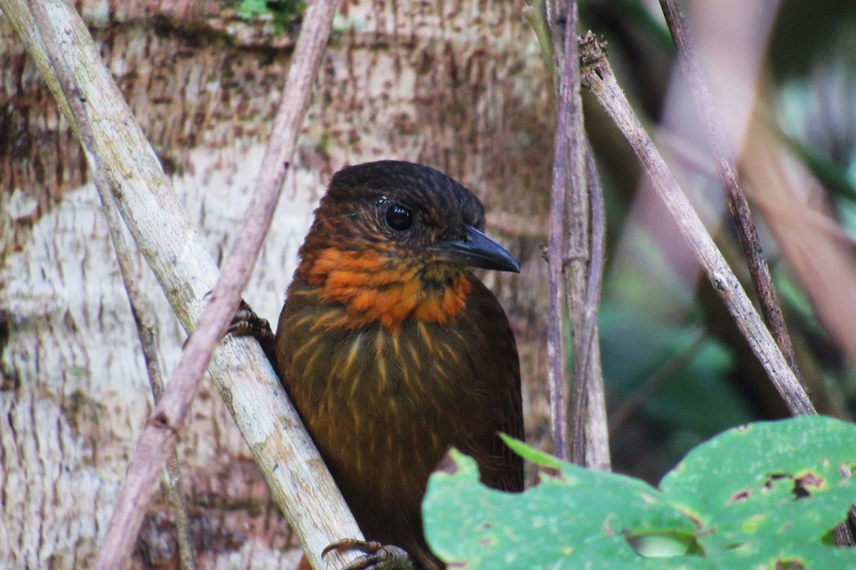 Streak-breasted Treehunter - ML624869946