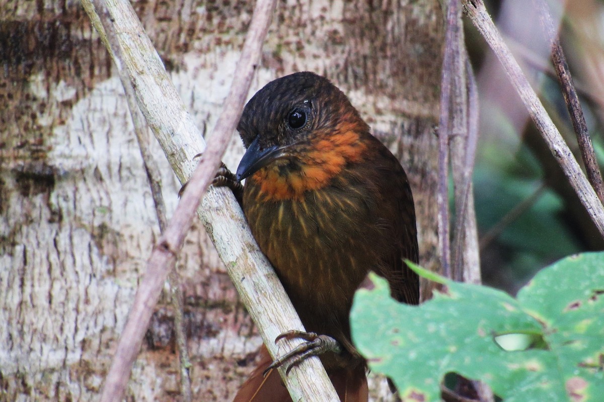 Streak-breasted Treehunter - ML624870011