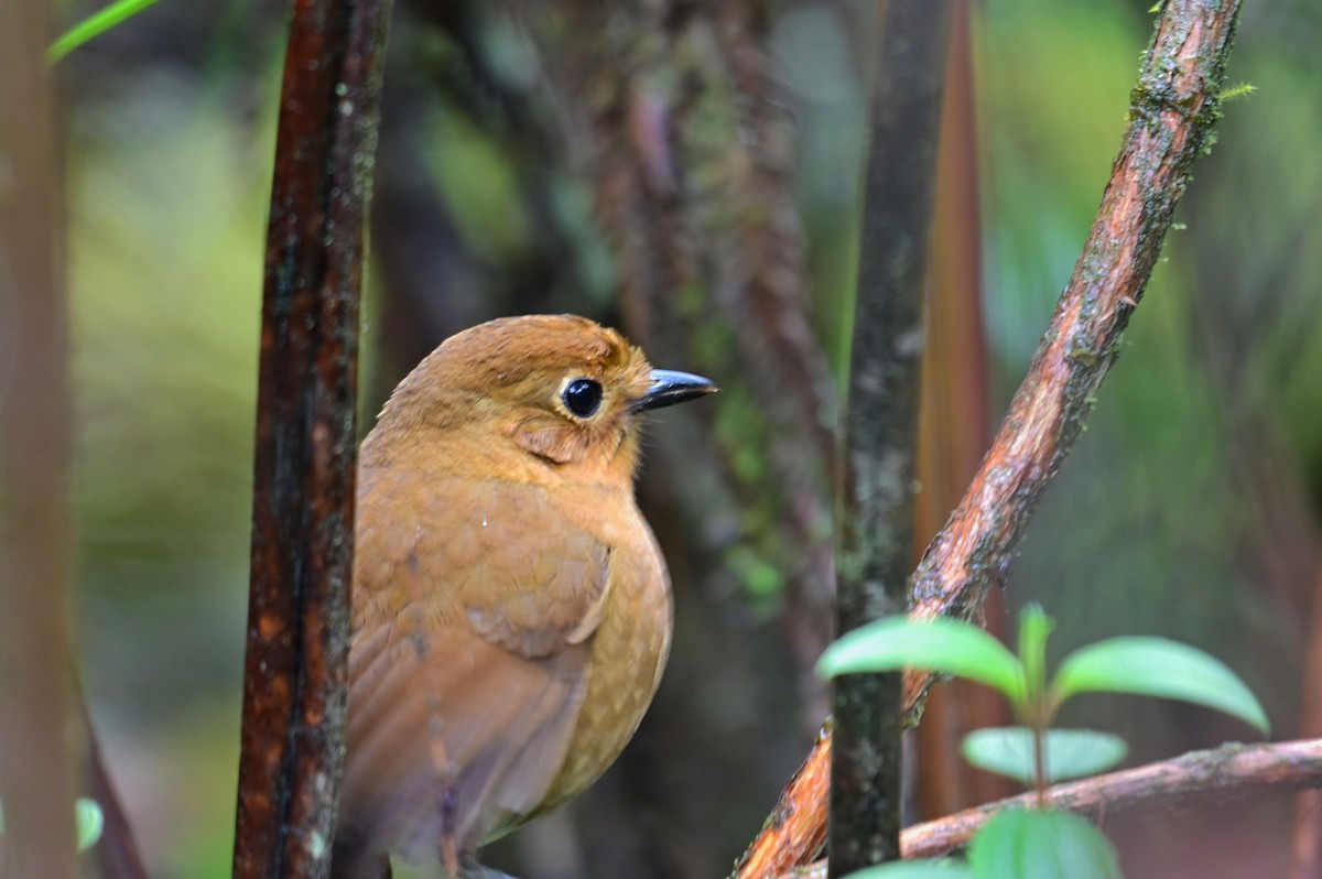 Panao Antpitta - ML624870076