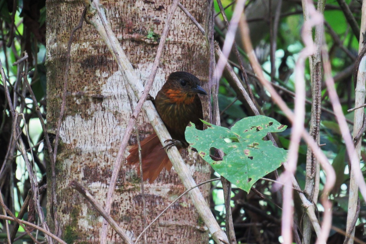 Streak-breasted Treehunter - ML624870093