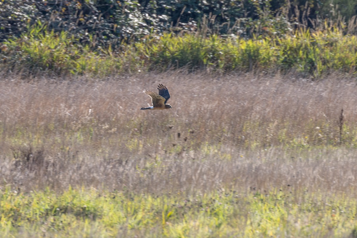 Northern Harrier - ML624870119