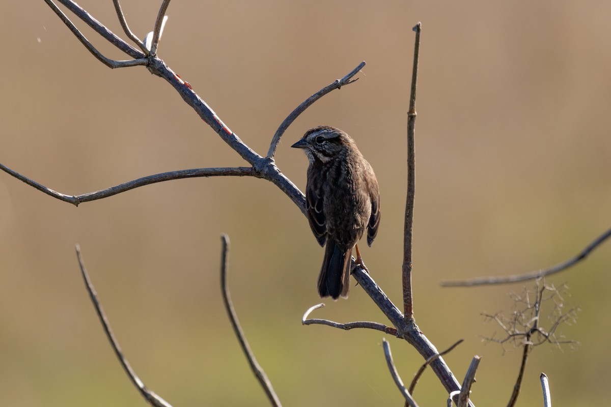 Song Sparrow - ML624870200