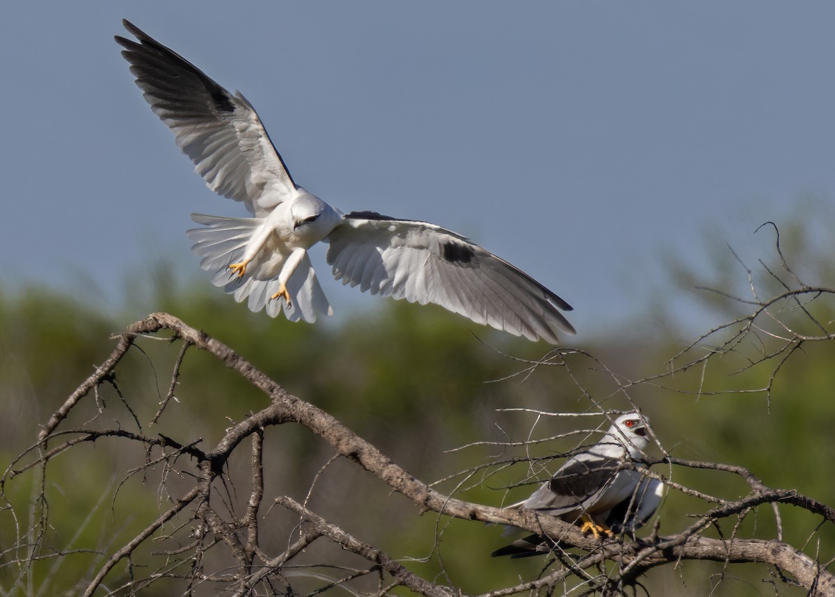 Black-shouldered Kite - ML624870287