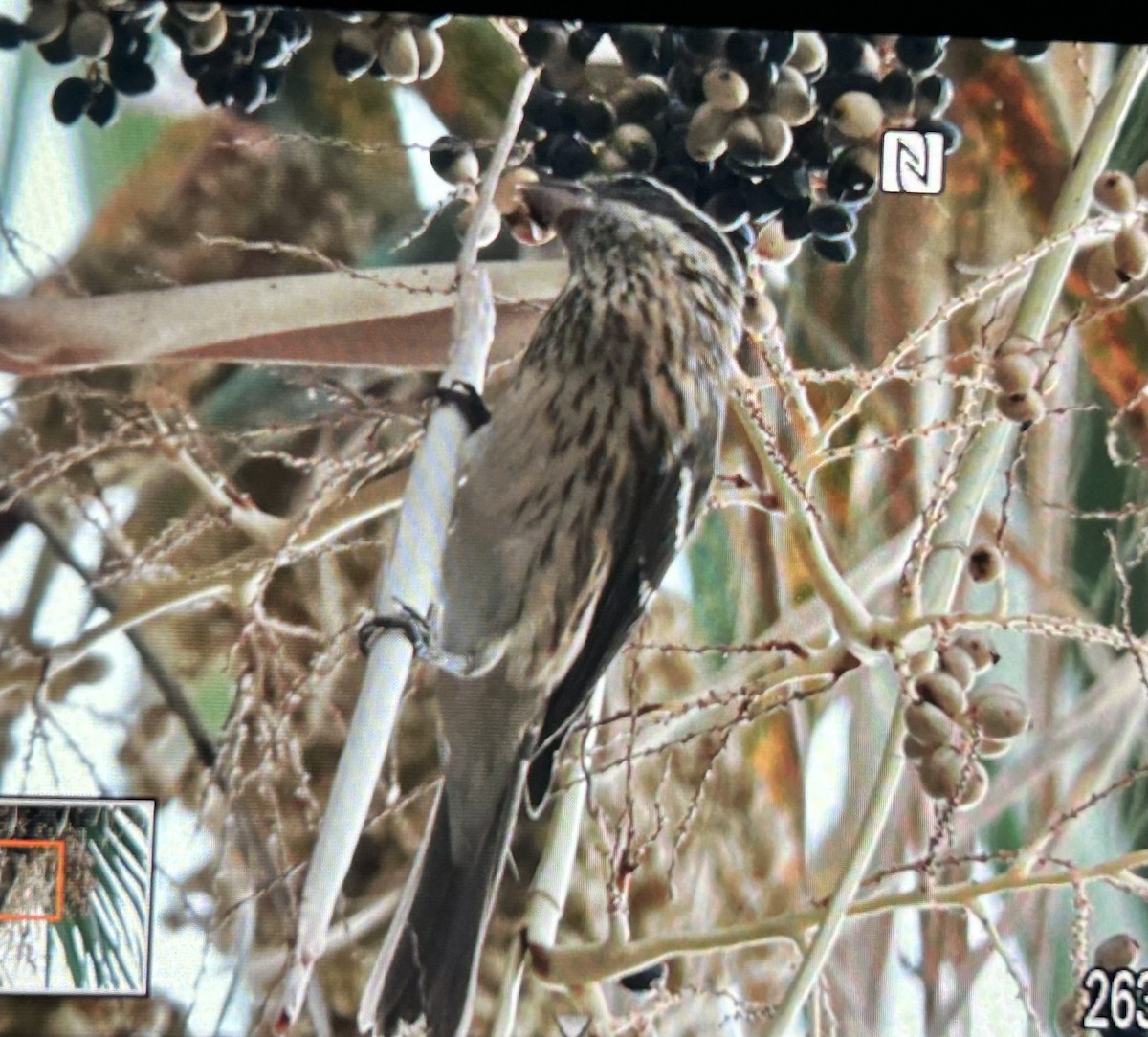 Rose-breasted Grosbeak - ML624870369