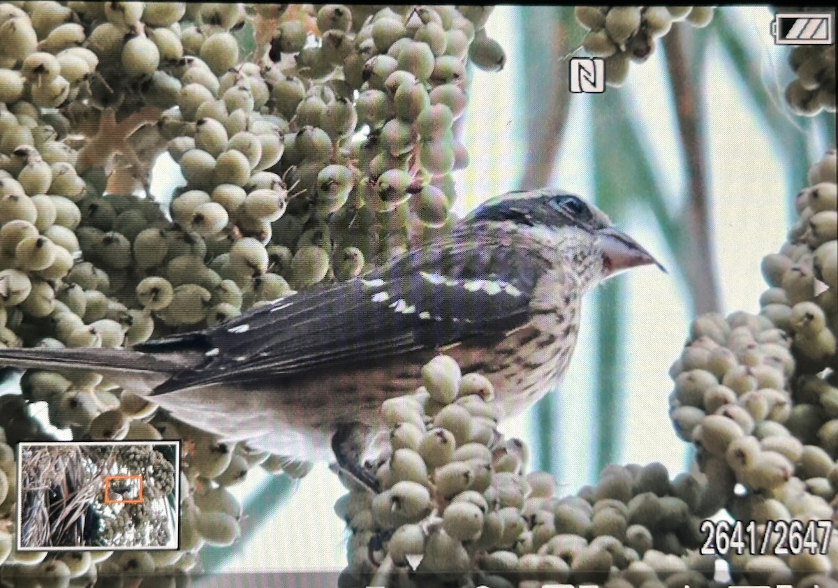 Rose-breasted Grosbeak - ML624870370