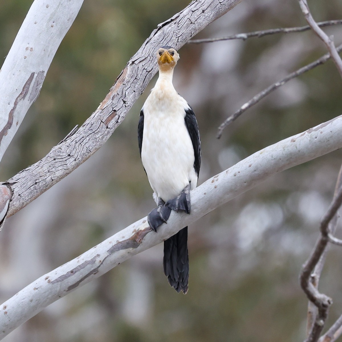 Little Pied Cormorant - ML624870480