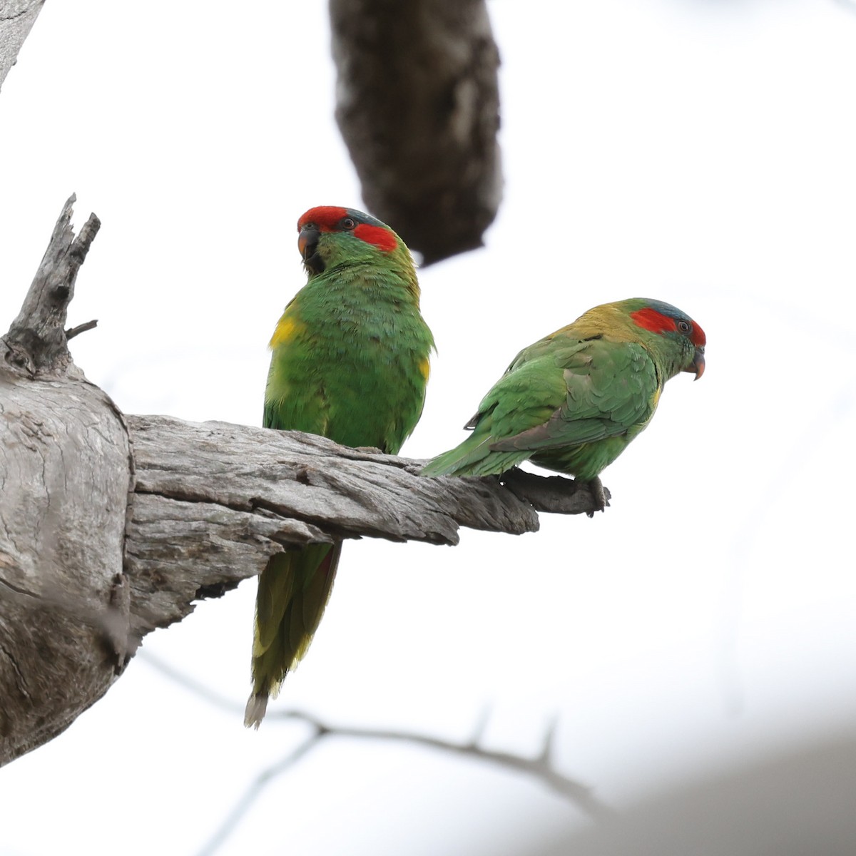 Musk Lorikeet - ML624870483