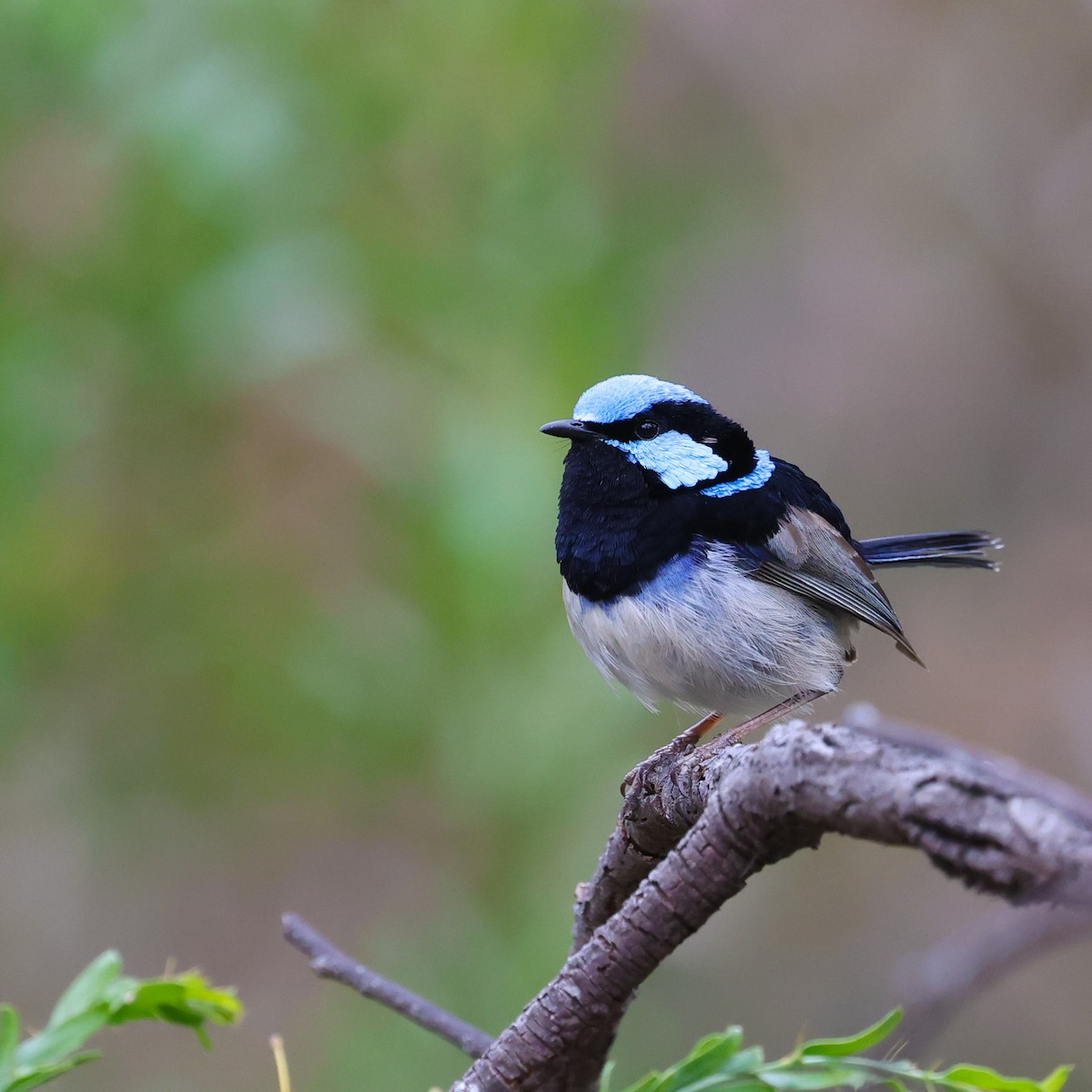 Superb Fairywren - ML624870498