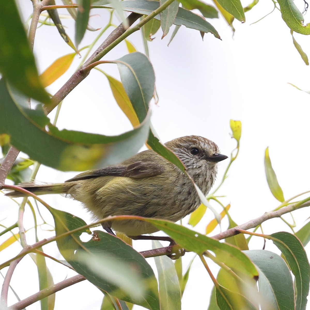 Striated Thornbill - ML624870503