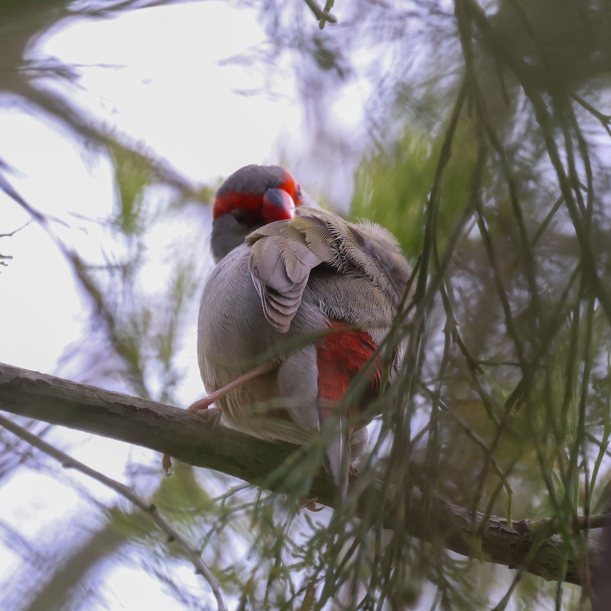 Red-browed Firetail - ML624870505