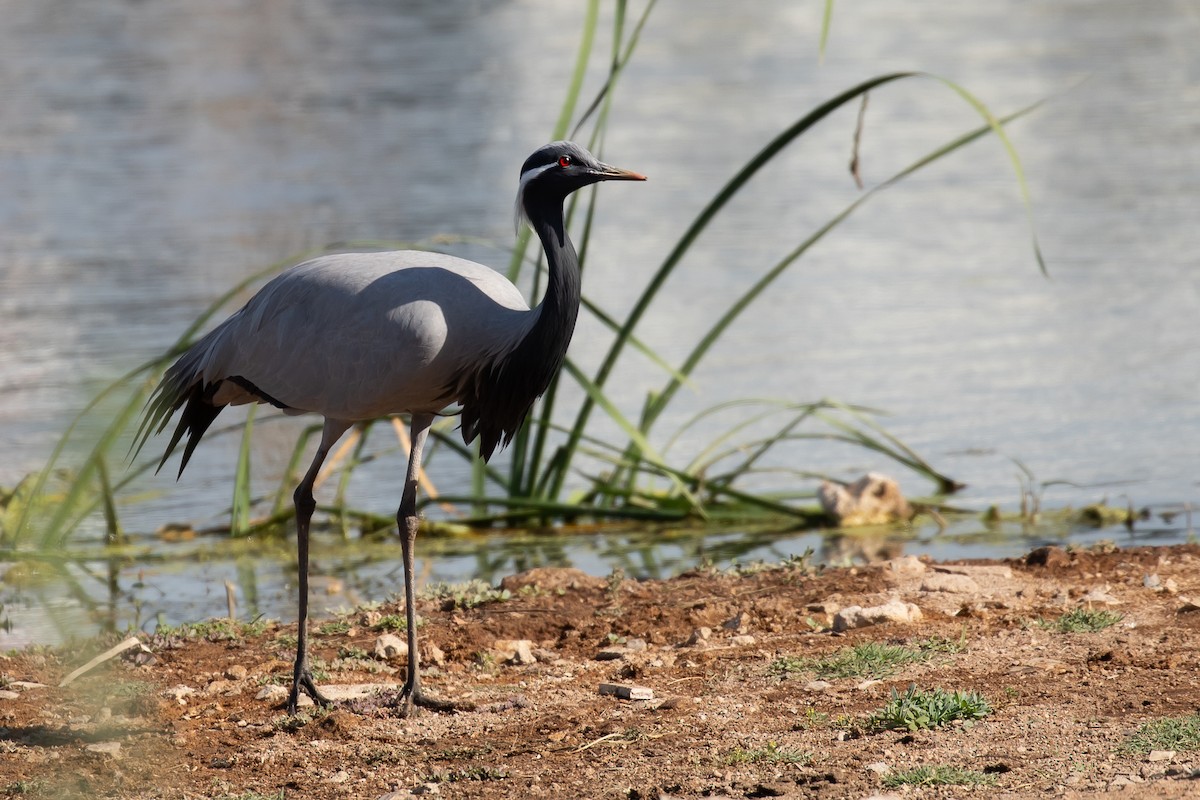 Demoiselle Crane - ML624870785