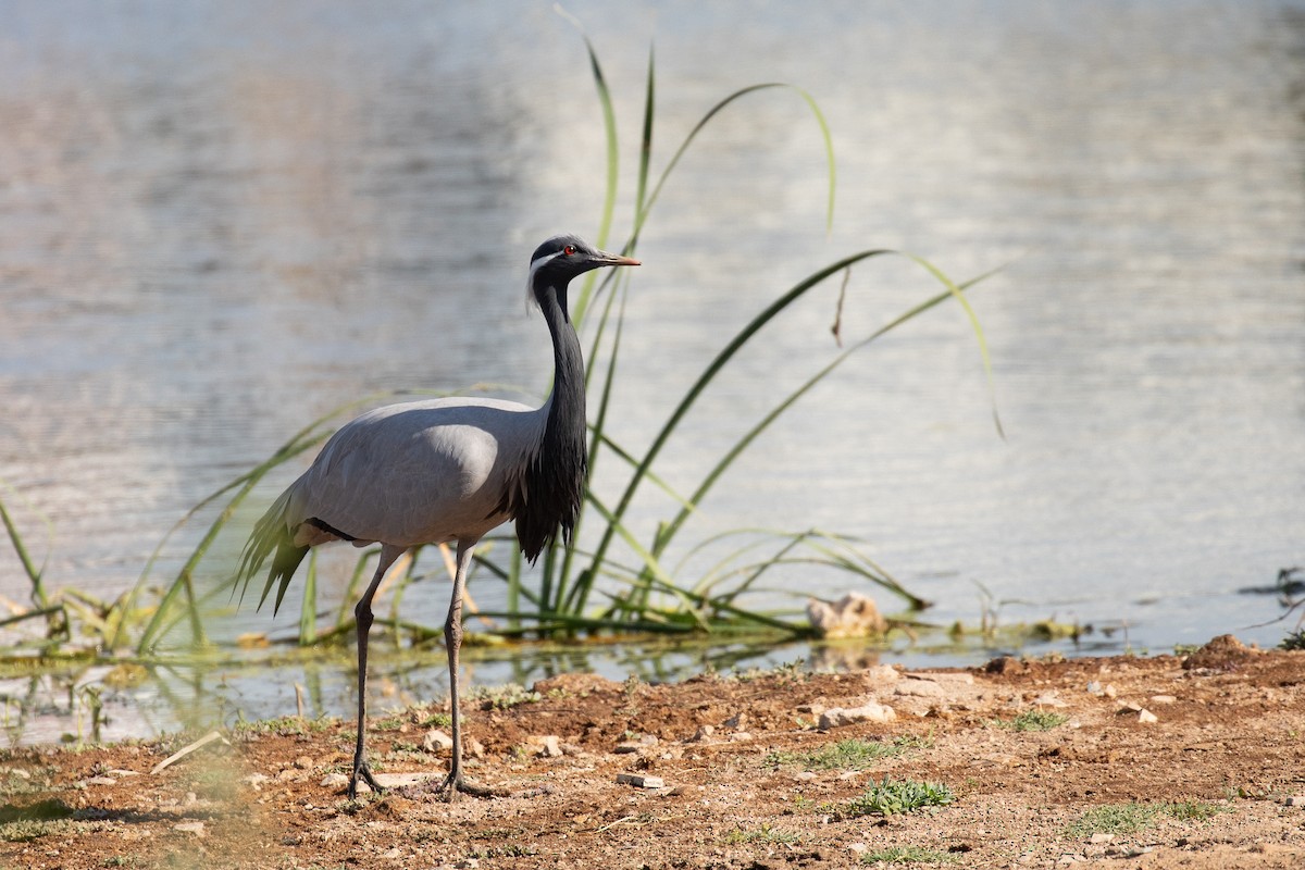 Demoiselle Crane - ML624870786