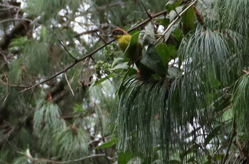 Yellow-breasted Brushfinch - ML624870789