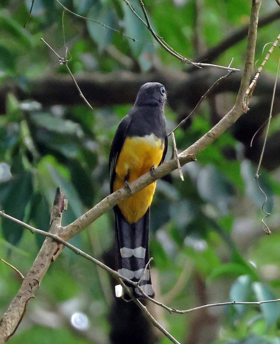 Black-headed Trogon - wr fortner