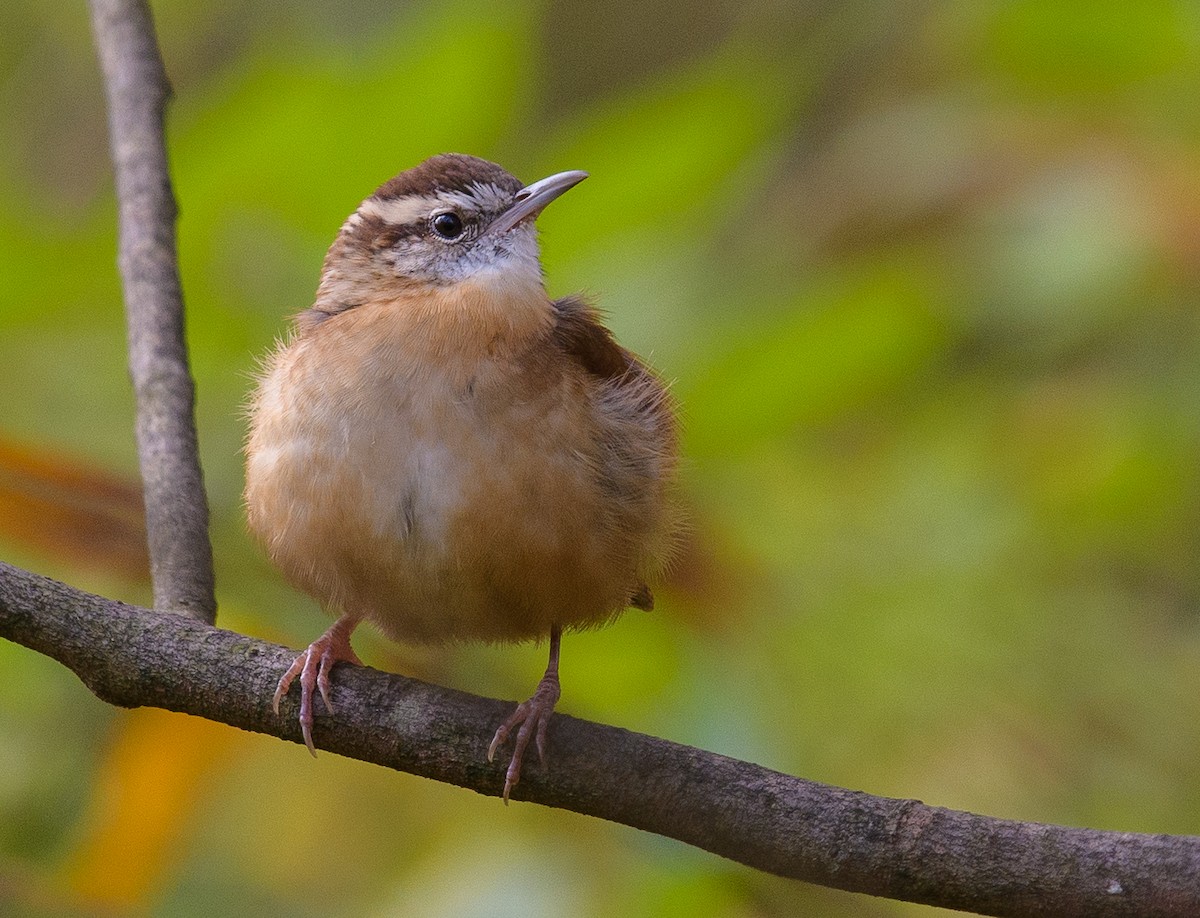 Carolina Wren - ML624871006