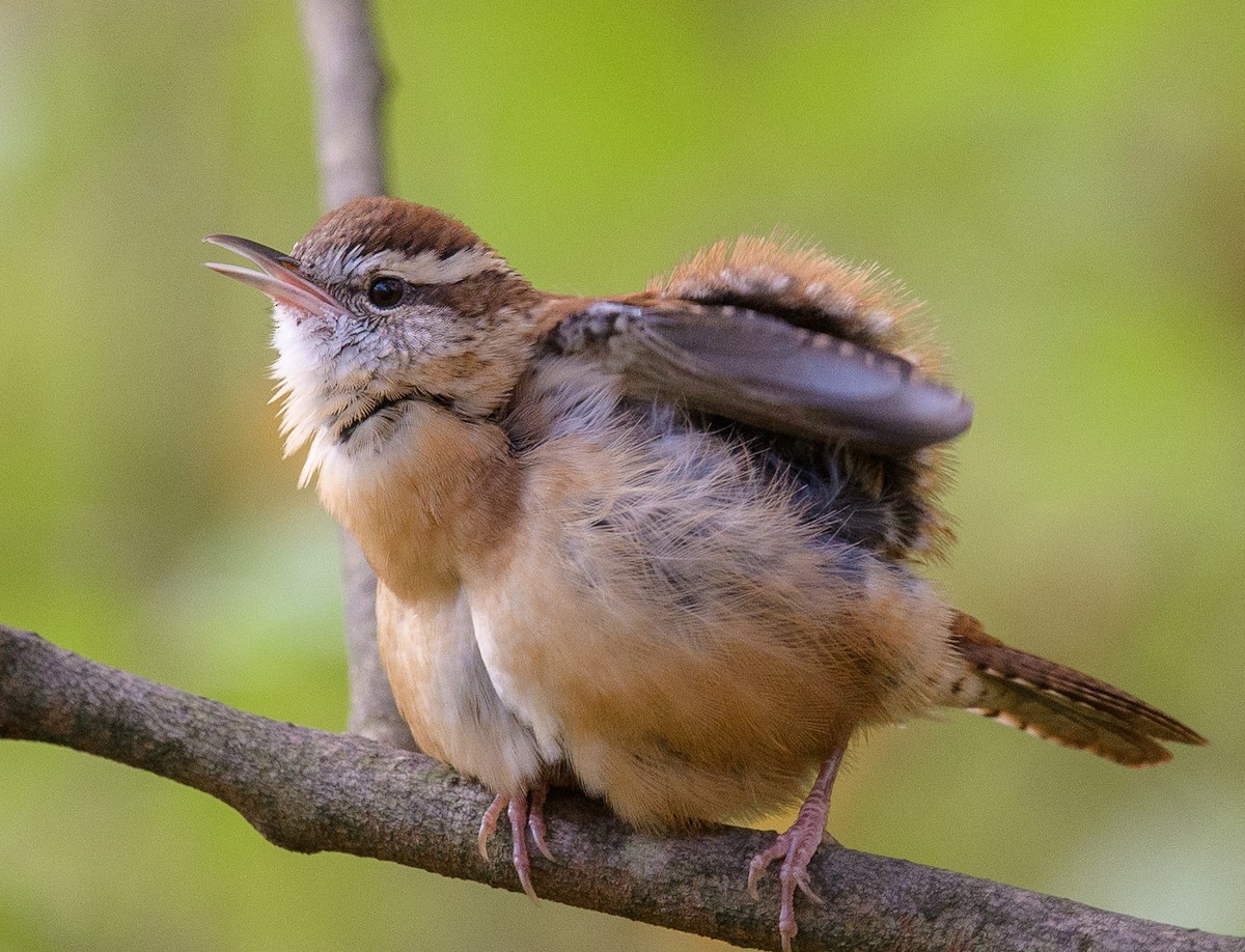 Carolina Wren - ML624871007