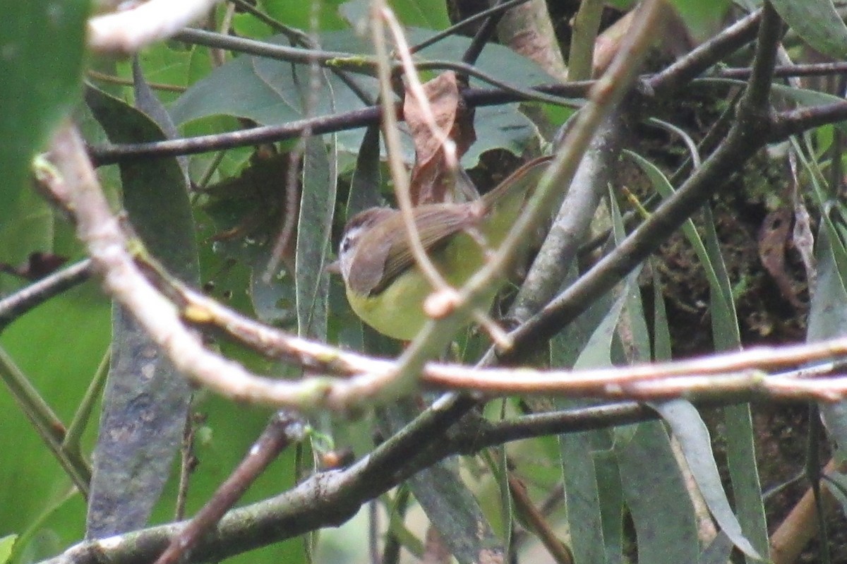 Brown-capped Vireo - ML624871008