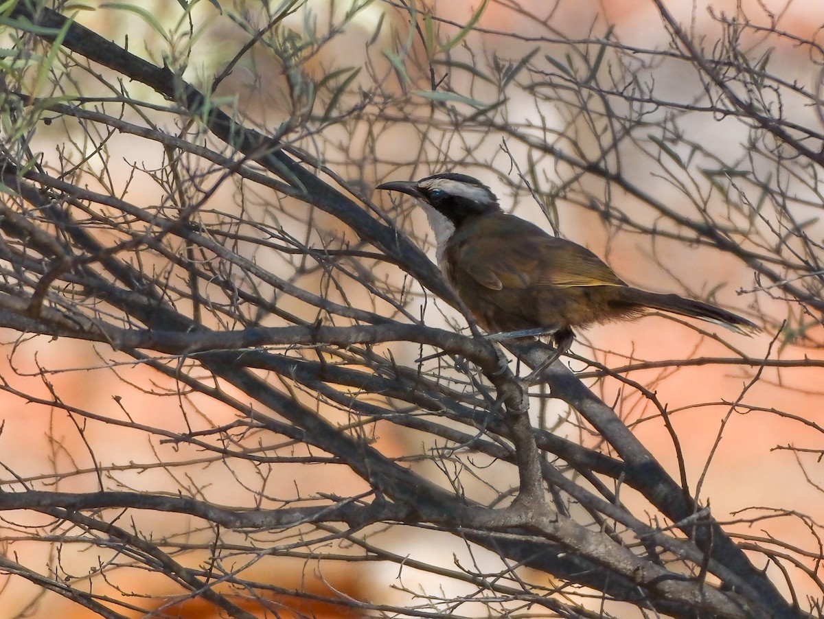 Hall's Babbler - ML624871032