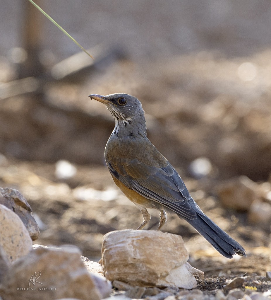 Rufous-backed Robin - ML624871068