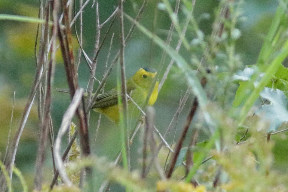 Wilson's Warbler - ML624871314
