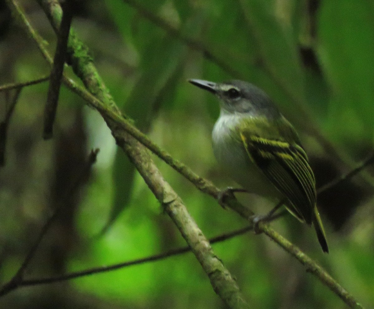 Slate-headed Tody-Flycatcher - ML624871335