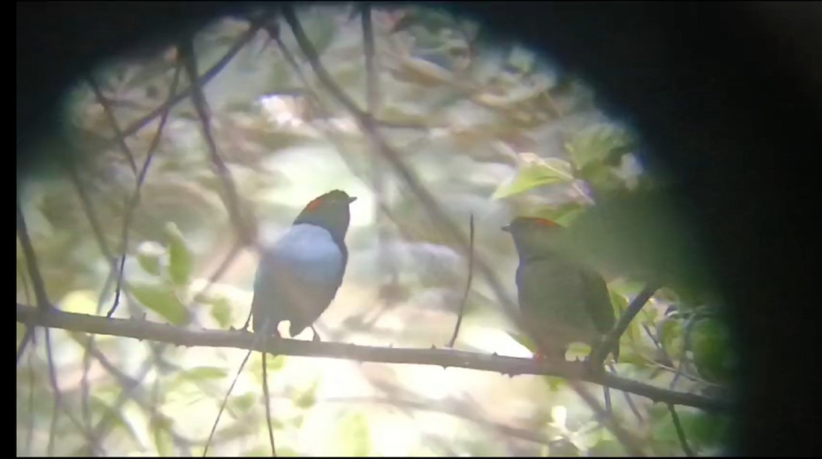 Long-tailed Manakin - Enrique Salicetti