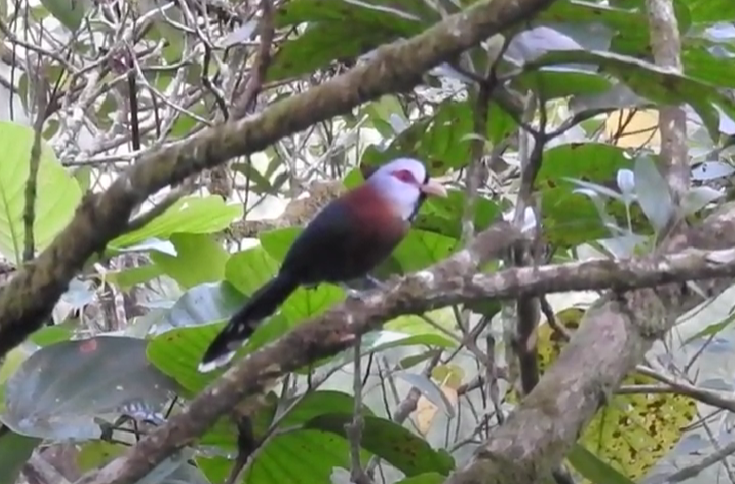 Scale-feathered Malkoha - ML624871415