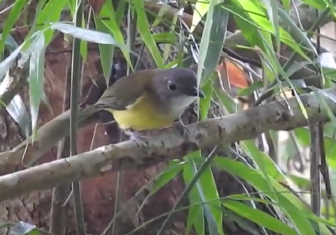 Yellow-bellied Whistler - ML624871471