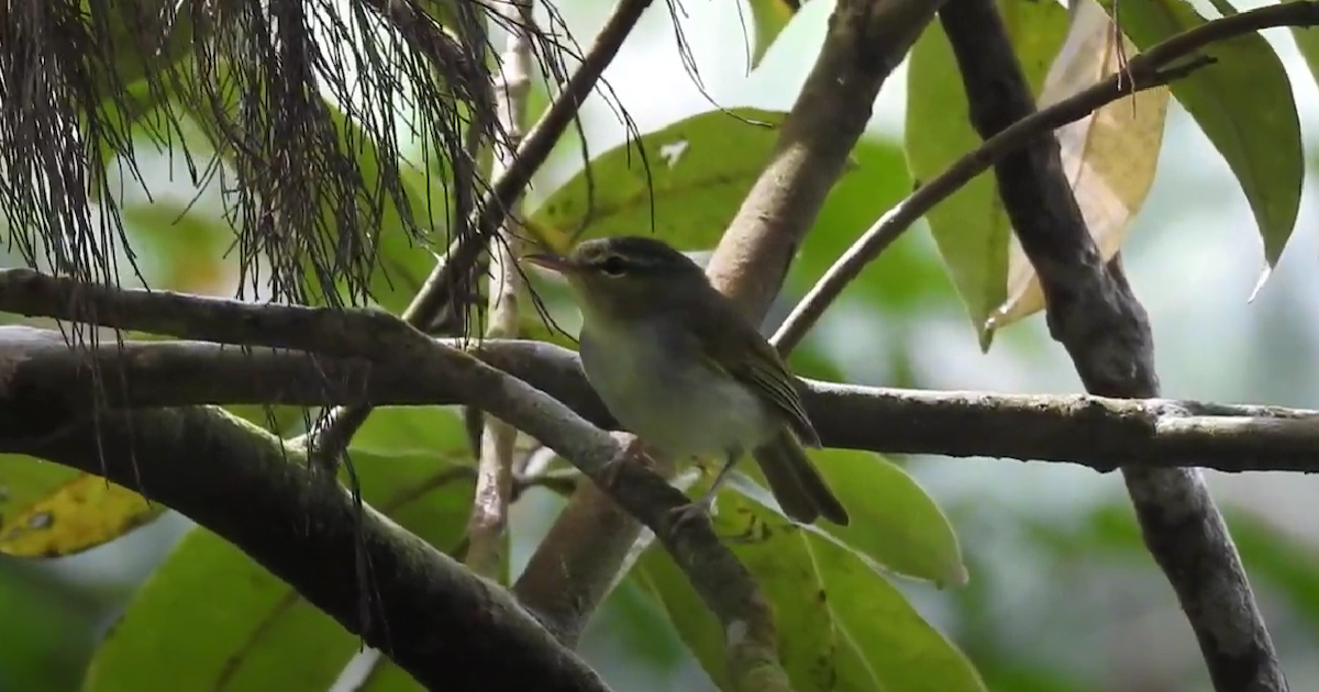 Lemon-throated Leaf Warbler - ML624871485