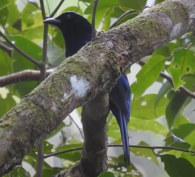Philippine Fairy-bluebird - ML624871500