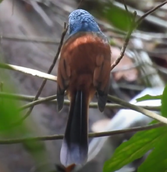 Blue-headed Fantail - ML624871566