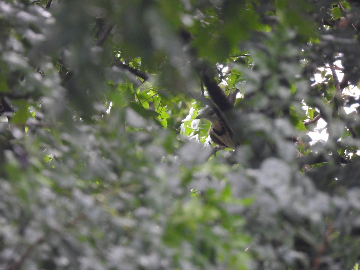 Lesser Necklaced Laughingthrush - ML624871754