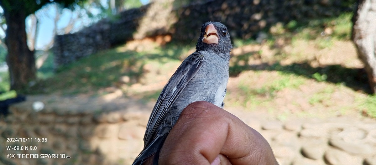 Ortanca Tohumcul - ML624871788