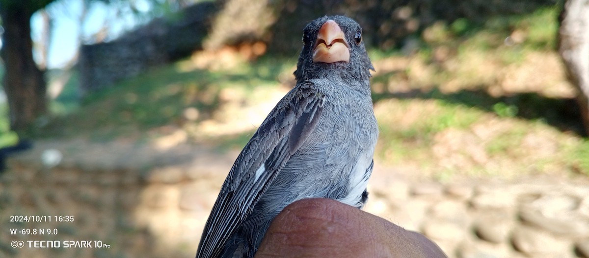 Gray Seedeater - Luis Mieres Bastidas