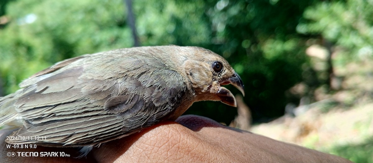 Ortanca Tohumcul - ML624871792