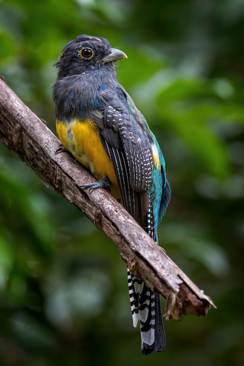 monokkeltrogon - ML624871893