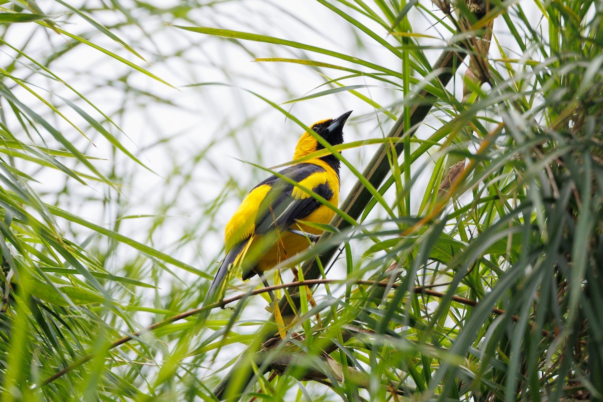 Yellow-tailed Oriole - ML624872031