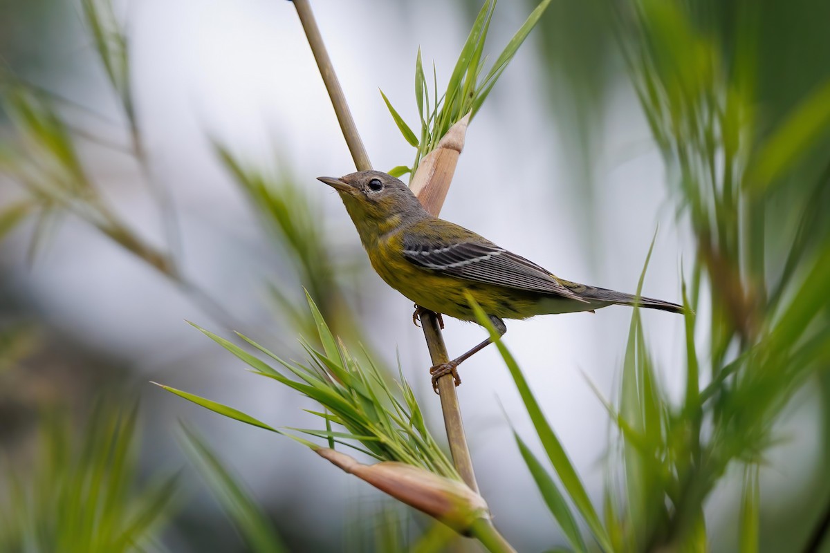 Magnolia Warbler - Hernan Riverol