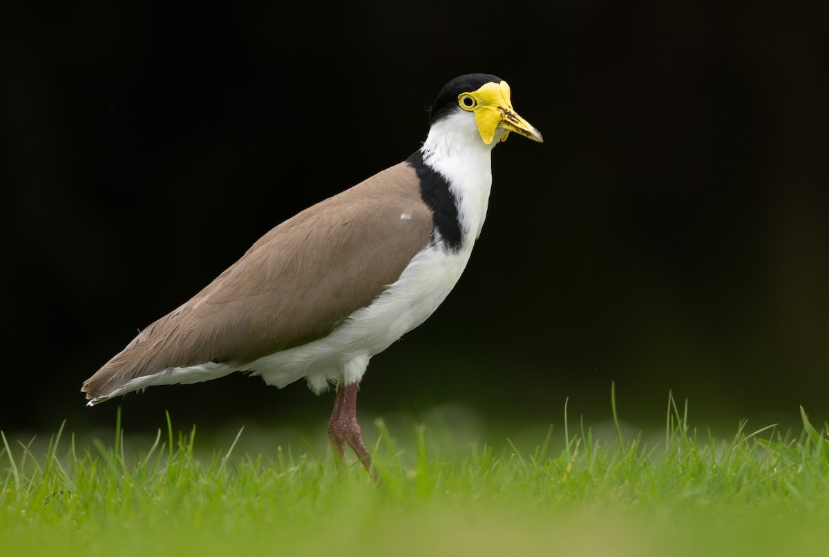 Masked Lapwing - ML624872184