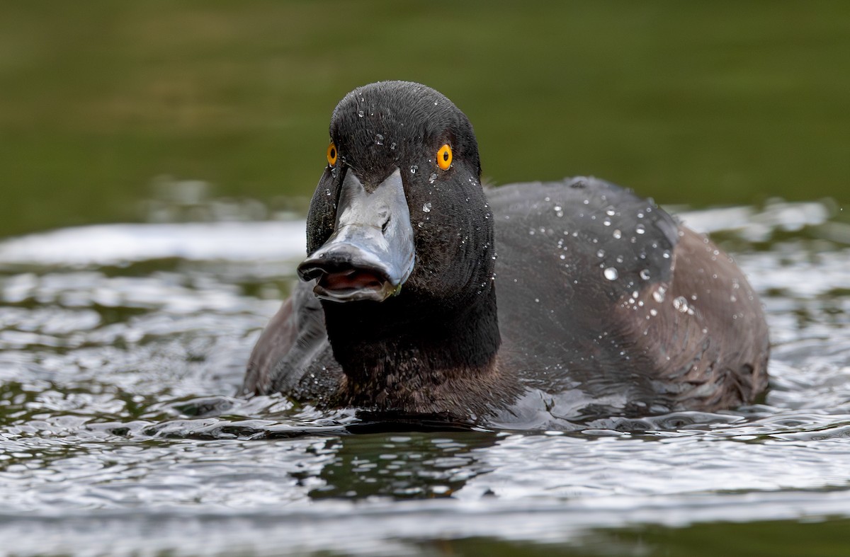 New Zealand Scaup - ML624872202
